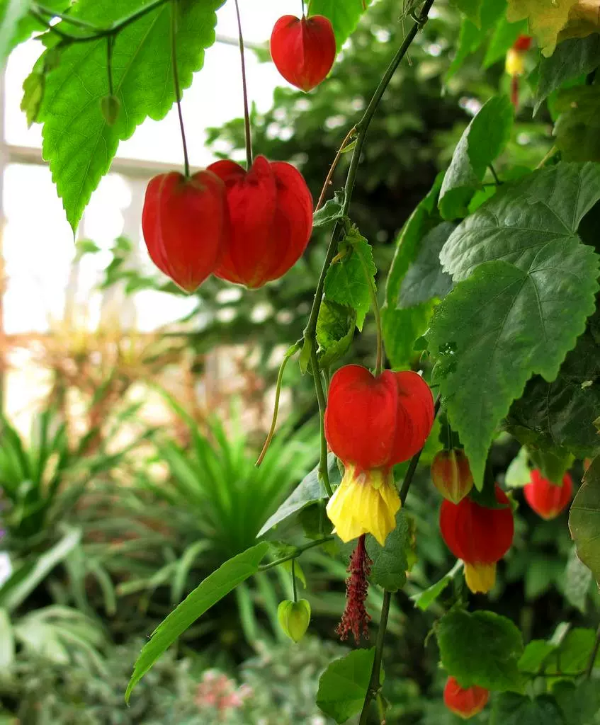 灯笼花苗蔓性风铃花红心吐金蔓灯笼花纹瓣悬铃花盆栽