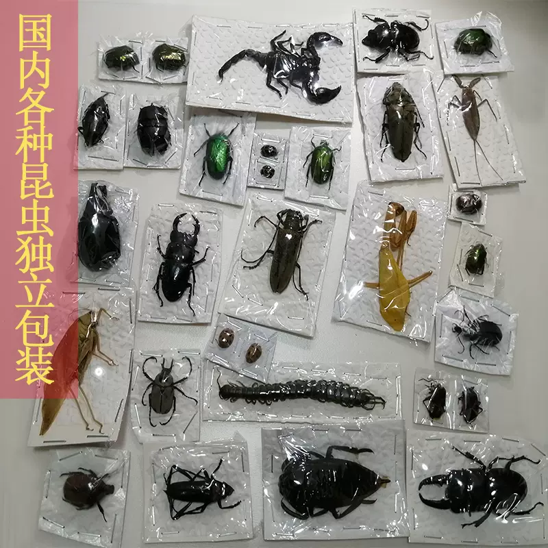 昆虫 標本 8種-