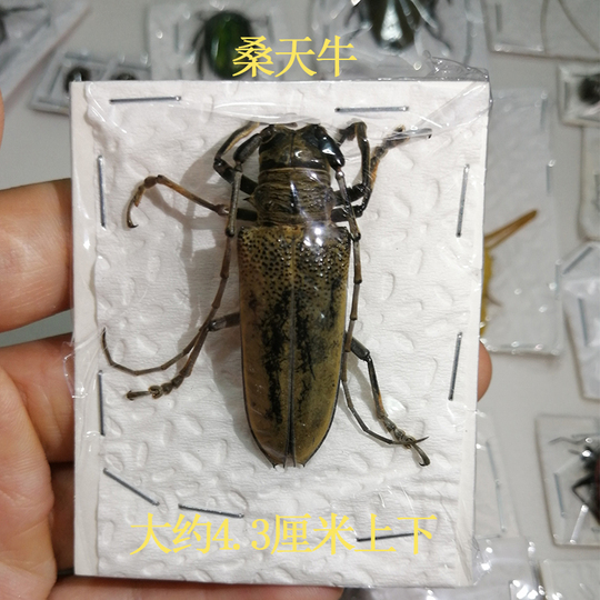 昆虫標本コレクション - 金色のカブトムシ、サソリなど