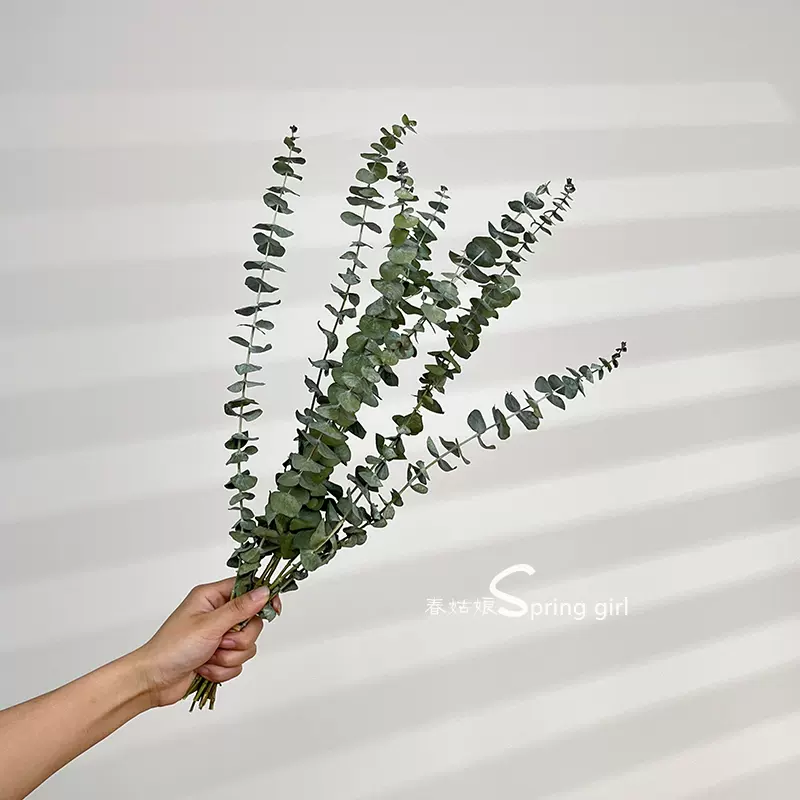 尤加利葉乾燥花花束裝飾小擺件樹枝家居輕奢創意ins