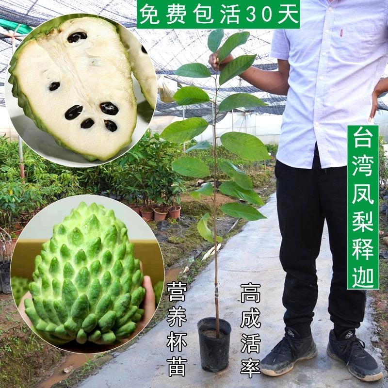 四季释迦果树苗台湾番荔枝苗番鬼荔枝嫁接凤梨释迦果当年结果带土-淘宝网