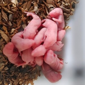 
Sterile little white suckling mice crawl and pet snakes, seedlings, cats and turtles, feed open feed red skin and jump and press into sterile fresh suckling mice.