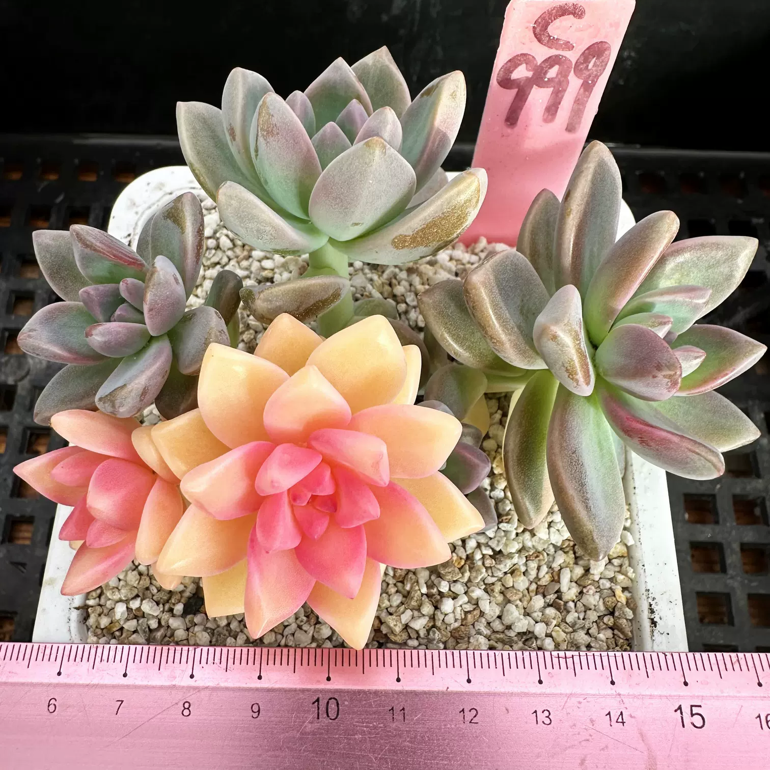 多肉植物。淡雪抜き苗 多肉植物【サービス品】淡雪錦 レア！】3苗