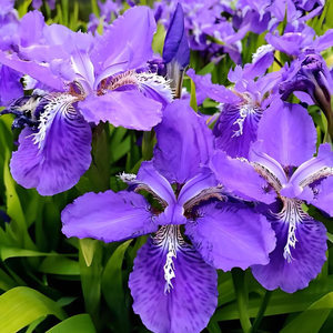 Iris seedlings purple iris garden ground planting perennial perennial cold-resistant and heat-resistant plant