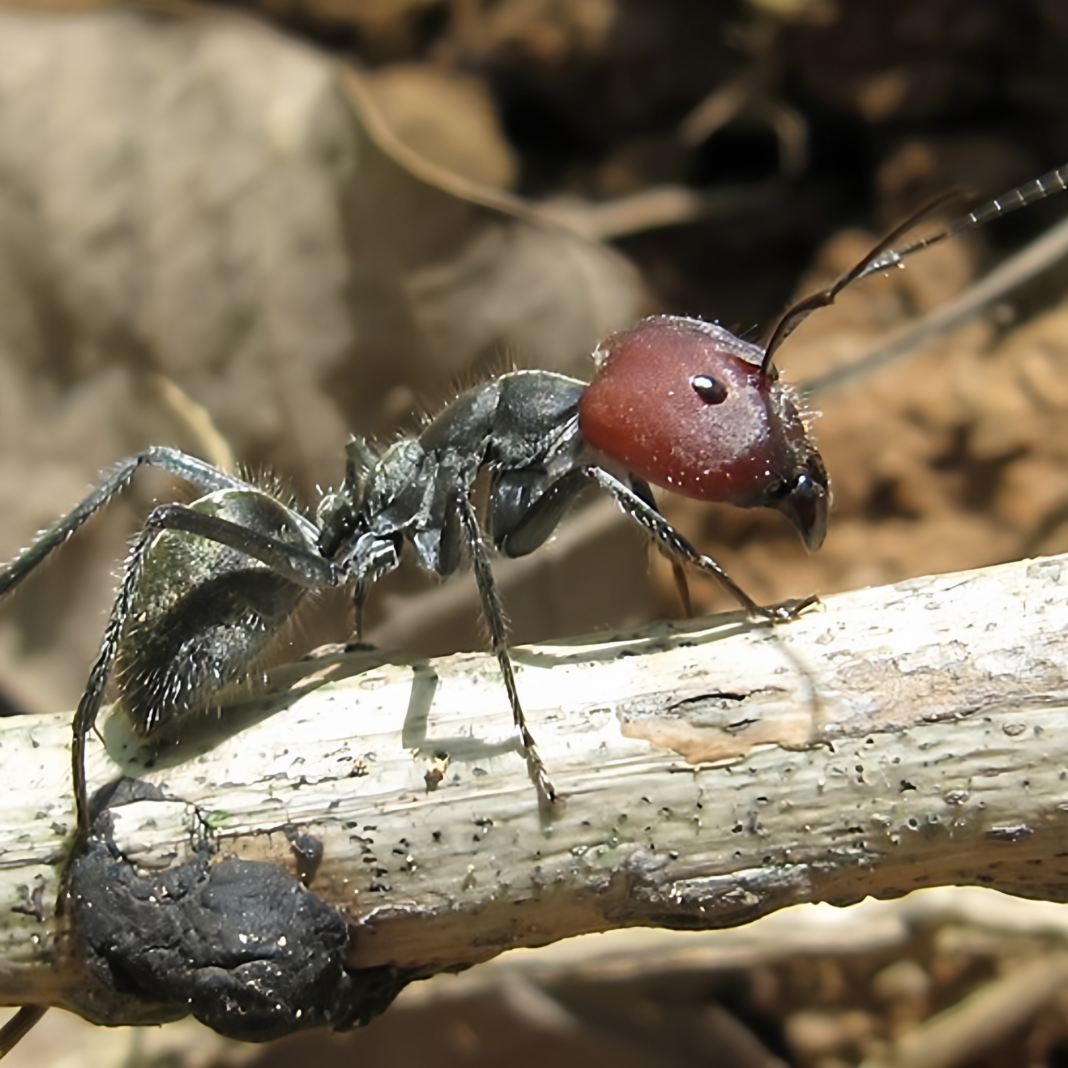 Ant ranch red bowback ant c.singularis pet ant queen group المحلي ...