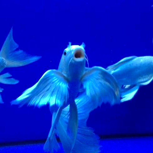 Platinum Dragon and Phoenix Koi Golden Fish Live Pet Fish Feng