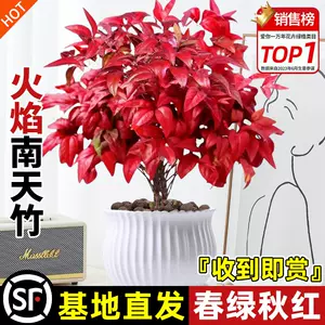 红叶植物盆栽- Top 1000件红叶植物盆栽- 2024年4月更新- Taobao