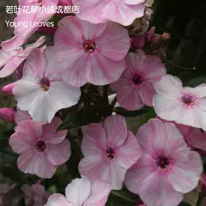 縞花- Top 500件縞花- 2024年3月更新- Taobao