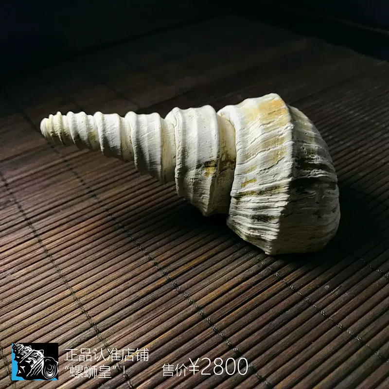 超100mm大型光肋螺螄亞化石 螺螄 淡水貝類 田螺