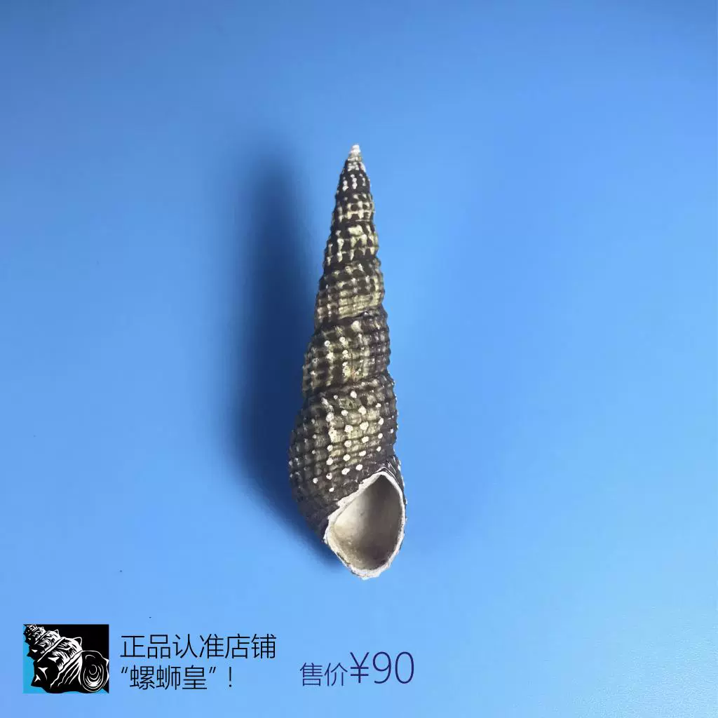 優雅短溝蜷 淡水貝類 螺螄 田螺 陸貝