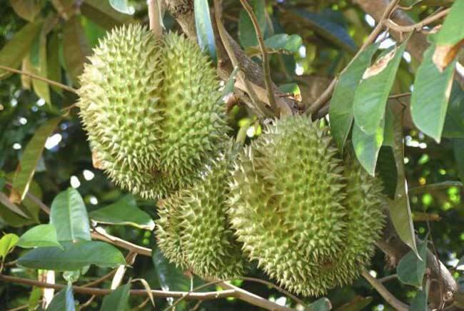 众享美味榴莲干，与味蕾来一场邂逅(图13)