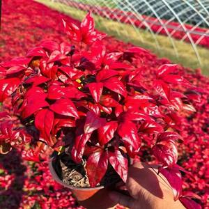 Flame Nan Tianzhu potted flower mirror plant in winter cold tolerance and good nourishment room balcony courtyard landscaping plants