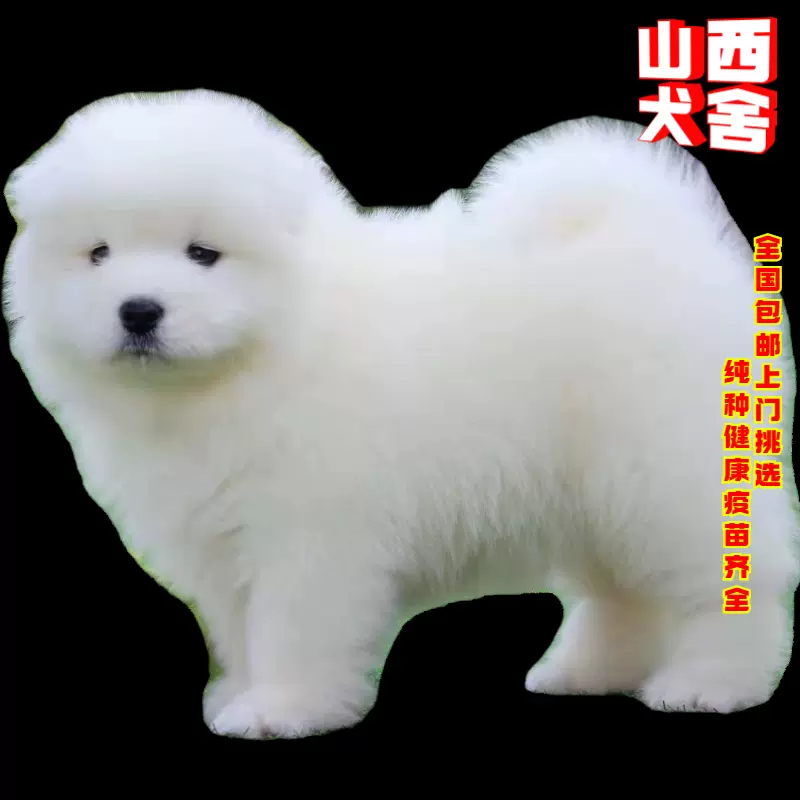 山西cku犬舍純種薩摩耶幼犬熊版薩摩耶雪橇犬