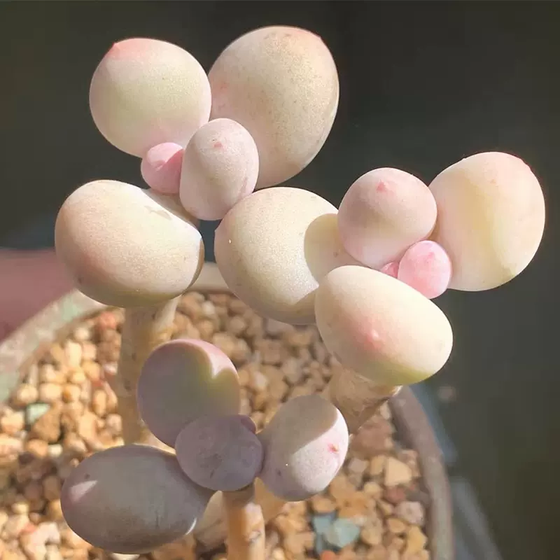 蛋黄奶酪烟美人韩国多肉 多肉植物稀有品种老桩群生一物一拍