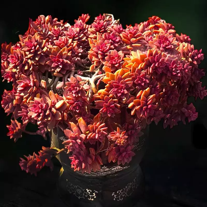 姬胧月悬崖老桩多头群大颗巨型多肉植物新手好养