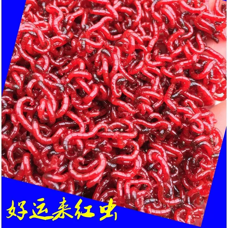 天津红虫鲜活特大黑头公红虫钓鱼拉饵喂鱼鲫鱼饵垂钓母虫活体活饵