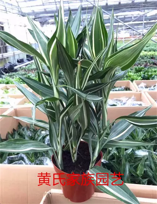 女王竹盆栽植物新款客厅办公桌绿植花卉多年生好养活耐阴