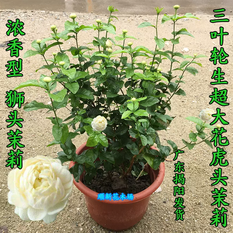 虎头茉莉花盆栽超重瓣三叶轮生虎头茉莉花苗浓香型