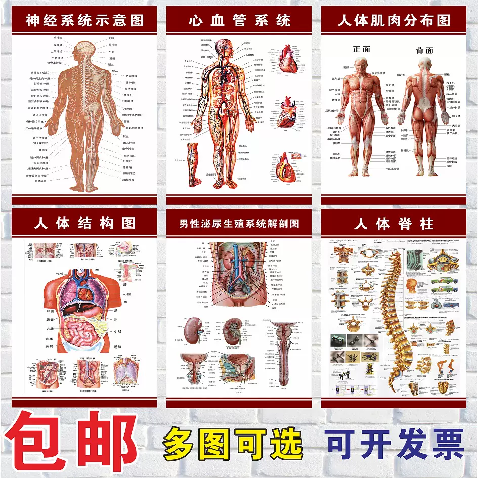 人體肌肉解剖圖掛圖人體內臟結構圖男女性全身器官分佈穴位骨骼
