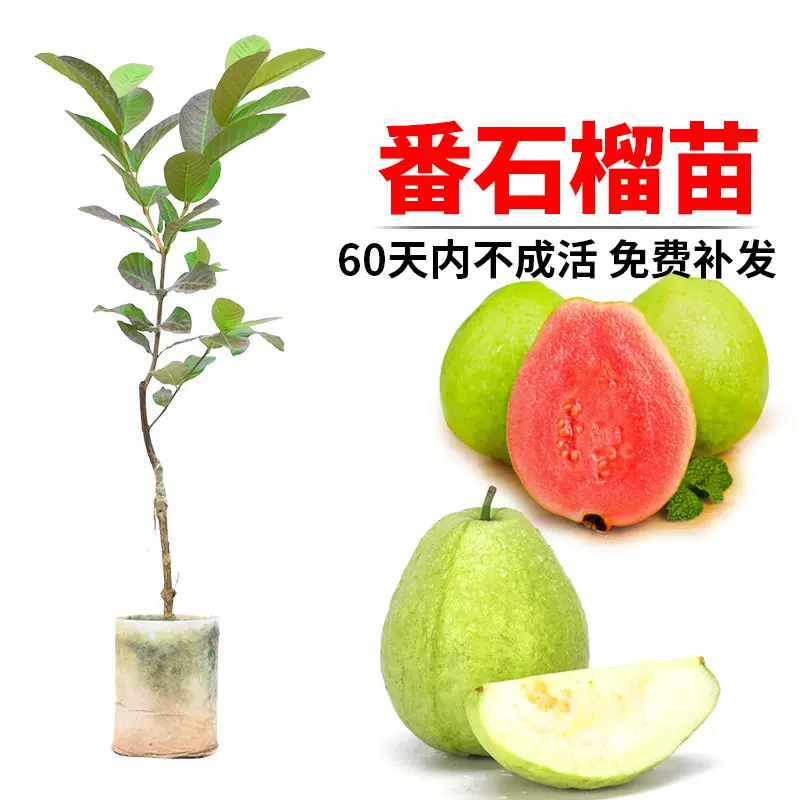 実、花付き！台湾グアバ取木苗木(特大) 番石榴 芭乐バンシル