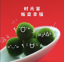 Single travel bottle seaweed ball genuine marimo with you