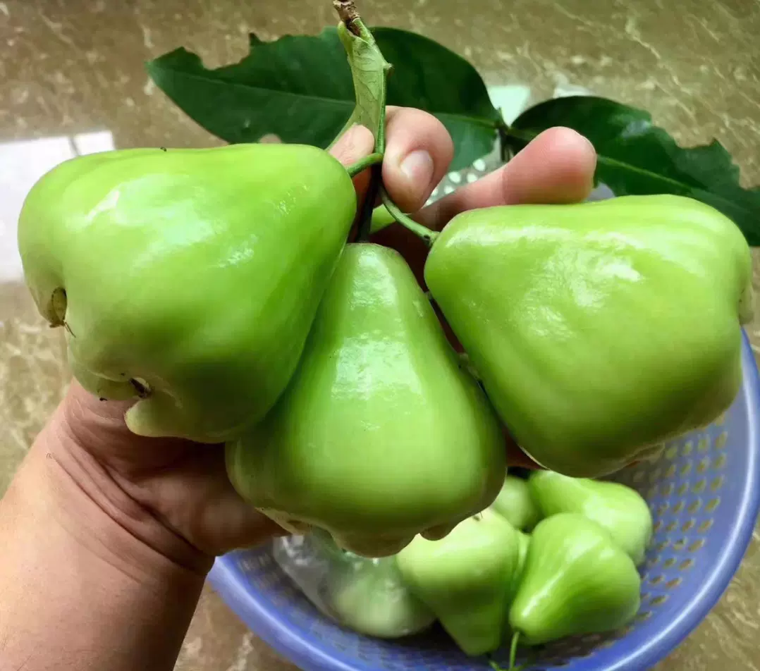 特大!花付き!超希少 台湾白玉莲雾 レンブ取木苗木 台湾青钻 特大!花付き!超希少 台湾白玉莲雾 レンブ取木苗木 台湾青钻
