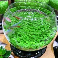 Ecological Water Grass Tank For Fish And Shrimp - Desktop Micro-Landscape Decoration
