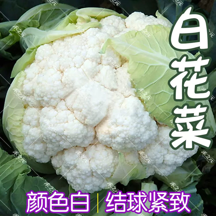 花椰菜种子白菜花种籽白花菜华耐玉如意夏秋花椰菜种孑