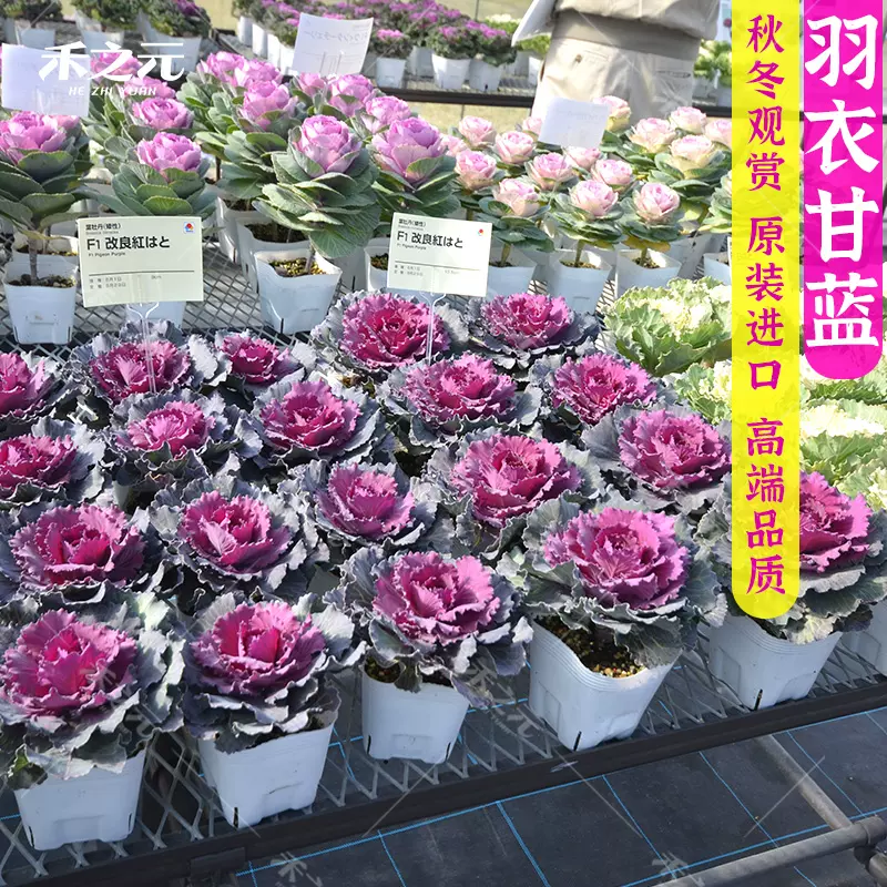 日本羽衣甘蓝种子食用观赏甘兰籽白鸥红欧紫四季盆栽春季夏秋