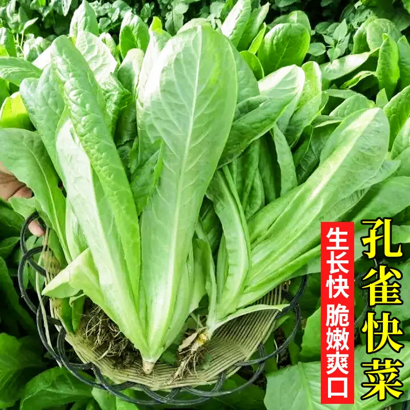 孔雀菜種籽漢斯八寶菜種子孔雀菜種子蔬菜種子四季栽培盆栽春季籽 Taobao
