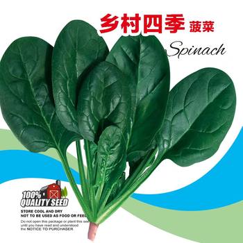 Rural four seasons spinach seed farmer