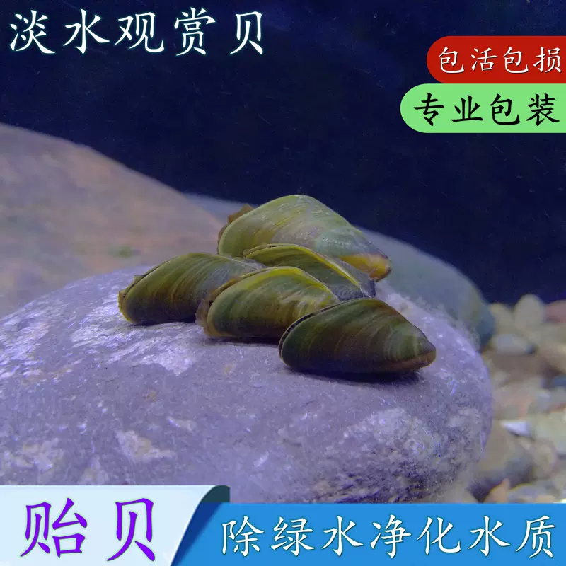 淡水贻贝瓜子蚌河蚌活体河贝过滤藻类净化水质水族观赏河蚌 Taobao