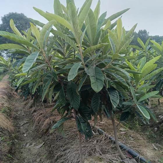 
Authentic crown jade loquat grafted seedlings Suzhou Dongshan crown jade seedlings are dug with soil balls for courtyard fruit trees
