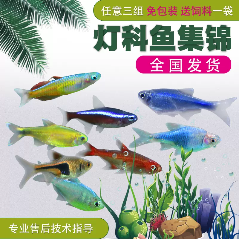 活體熱帶魚小型淡水魚苗觀賞魚寶蓮燈斑馬孔雀魚紅綠燈燈魚燈科魚 Taobao