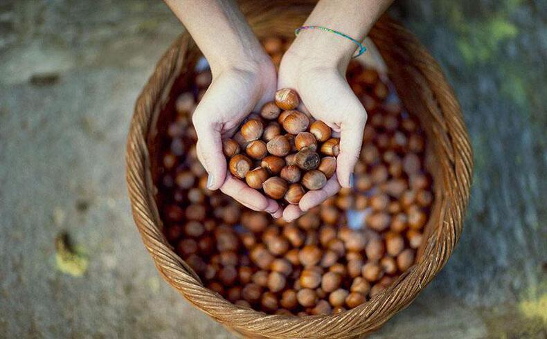 挑选营养榛子，果肉颗颗饱满(图16)