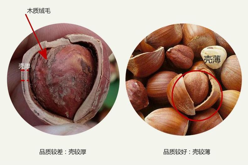 挑选营养榛子，果肉颗颗饱满(图9)