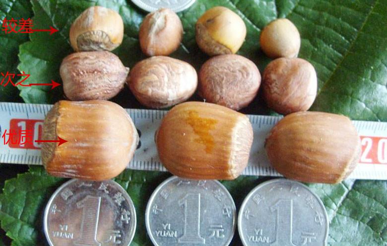 挑选营养榛子，果肉颗颗饱满(图8)