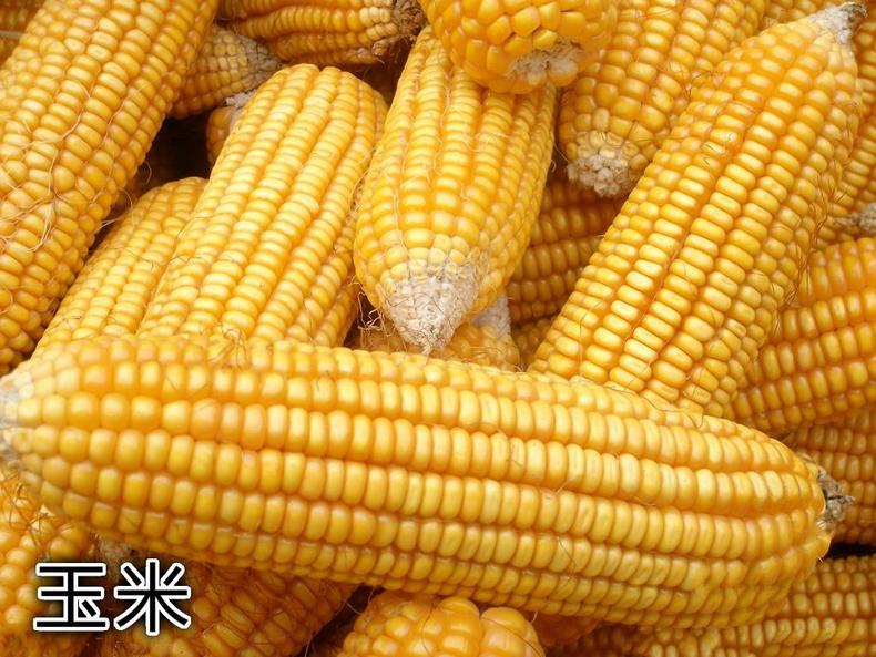 金灿灿脆薯片，教吃货挑出最好！(图5)