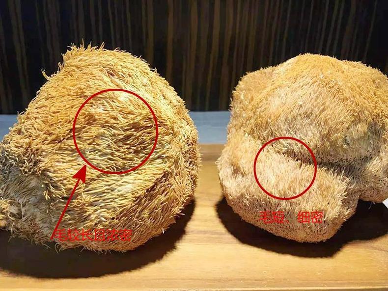 猴头菇挑得好，名品滋补又养胃！(图14)
