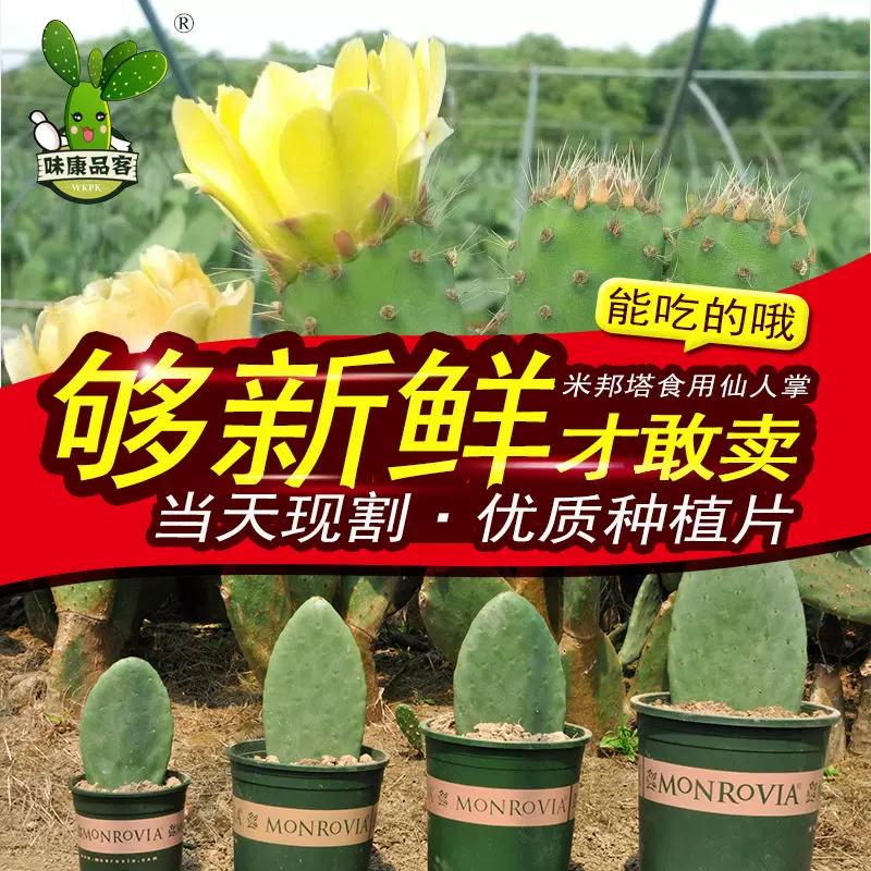 墨西哥米邦塔食用仙人掌盆栽多肉植物嫁接网红绿植药用