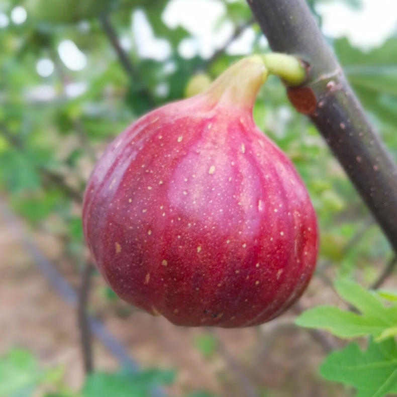 遍寻红色水果，触手可及(图2)