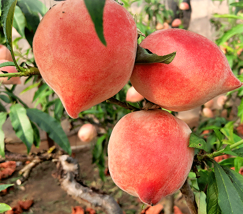 遍寻红色水果，触手可及(图6)