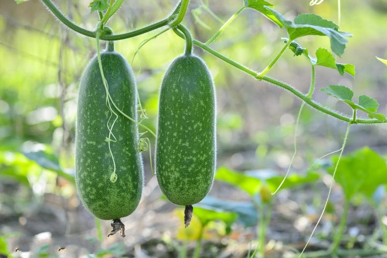 立秋后多吃这几种蔬菜，胜过吃冬虫夏草(图8)