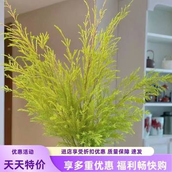 
Golden Melaleuca Golden Flowers Hydroponic Plants Home Flower Arrangement