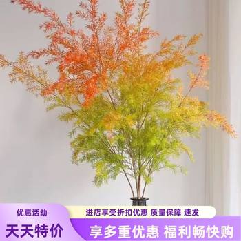 
Golden fragrant willow Melaleuca golden flowers hydroponic plants