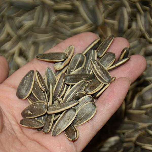 休闲时光，怎么能缺少瓜子来解馋呢！(图1)