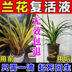 Fungicide for treating dry, rotten root rot orchid yellow leaves and scorched tips