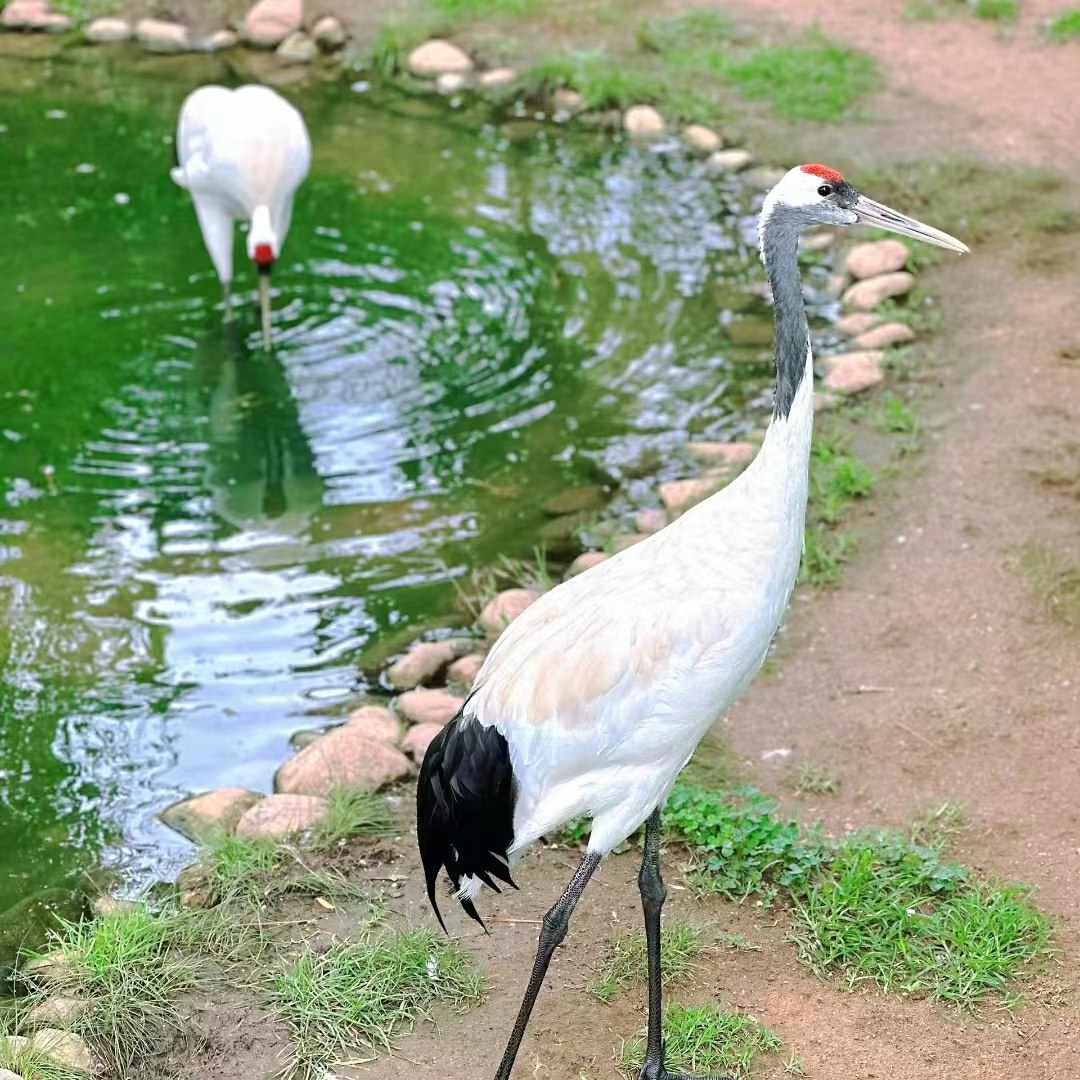 【烟威周边游】烟台出发-威海西霞口神雕山野生动物园一日游