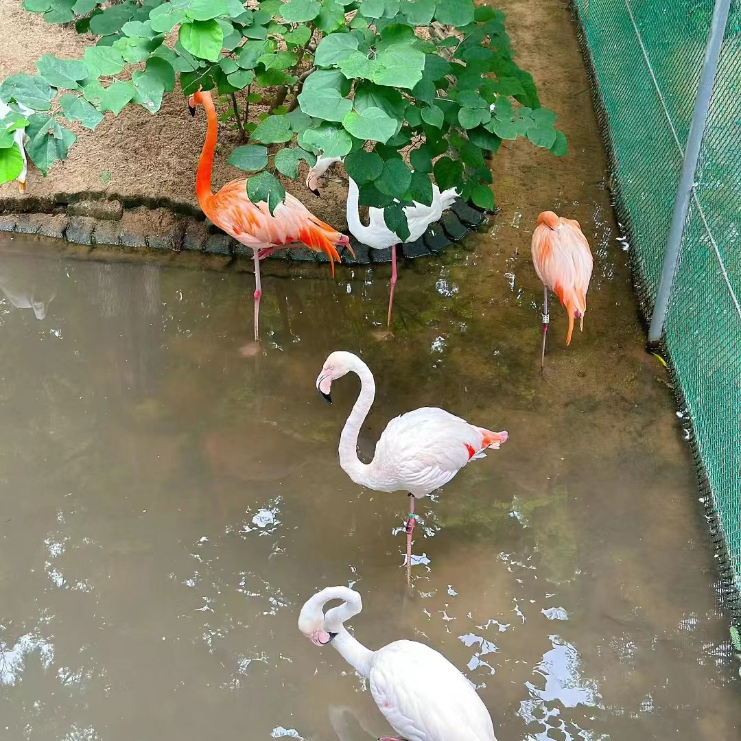 【烟威周边游】烟台出发-威海西霞口神雕山野生动物园一日游