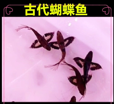 古代蝴蝶魚小型魚觀賞淡水魚熱帶魚上層活體水族魚古代蝴蝶魚
